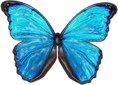 blue butterfly