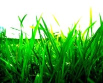 grass by q94
