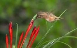 Hummingbird