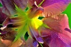 Colorama