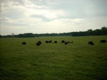 Where the Bison Roam