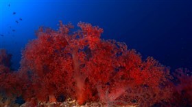 Orange Coral