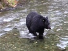 Fishing_Bear