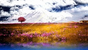 Pink_Meadow