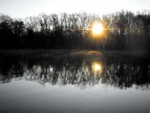 Foggy Birch Pond