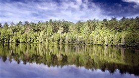 Lake Shore Treeline