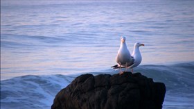 2 Gulls