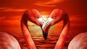 Flamingos In Love