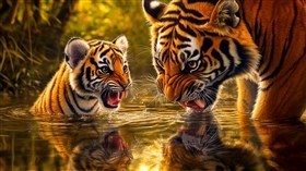 4K Tiger Water Play