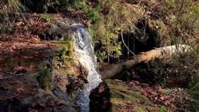 Autumn Forest Waterfall