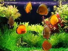 my discus fishtank