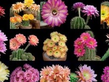 assorted cactus flowers