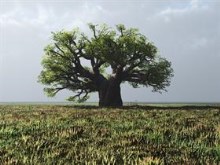 Lonely Tree