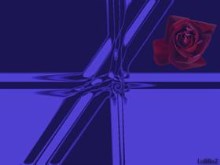 Blue_rose