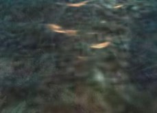 coral_reef
