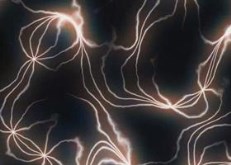 neurons