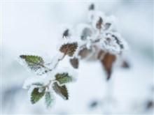 Winter Frost on Leaves