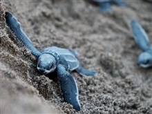 Blue Turtles on the Beach