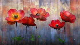 Poppies N Wood