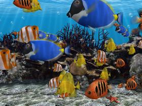 Aquarium Screen Saver