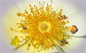Sea of Pollen