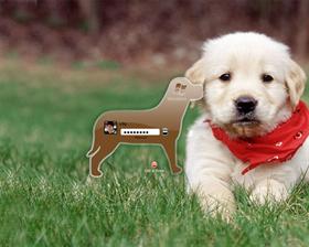 It's a Dog's Life