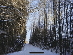 Winter Forrest Warm Sun