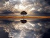 A solitary tree