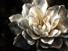 A white flower