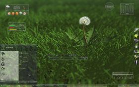 Dandelion
