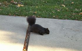 black squirel 