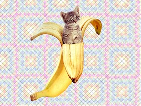 'NanerPuss