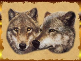 Grey Wolf