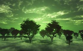 Misty Morning