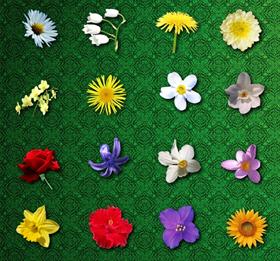 Flower Icons