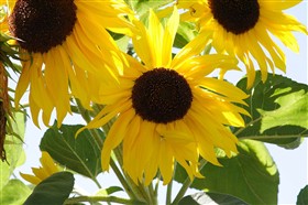 Summer Flowers