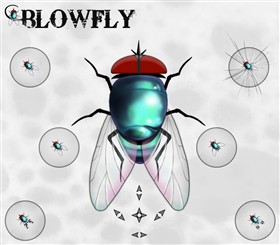 Blowfly