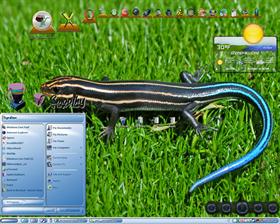 Colorful Skink 