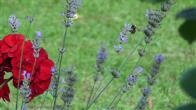 Buzzing around