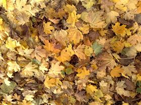 Autumn