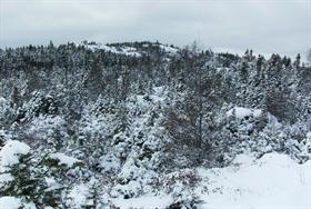 Winter Beaut