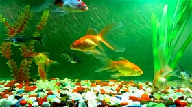 Aquarium II
