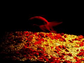 Dark Aquarium