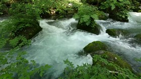 Green_Forest_Stream