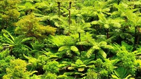New_zeland_Foliage