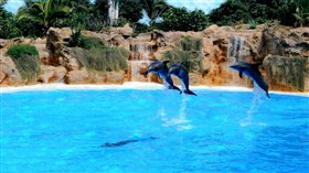 Dolphin_Pool