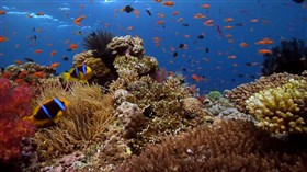 Fiji_Reefscape