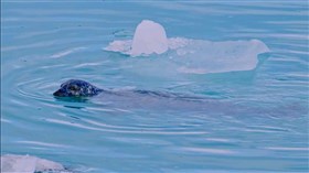Ice_Leopard