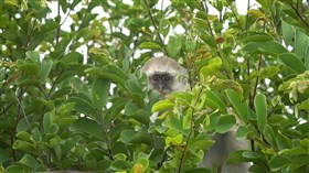 Young_African_Vervet_Monkey 