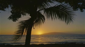 Nice Palm Ocean Sunset